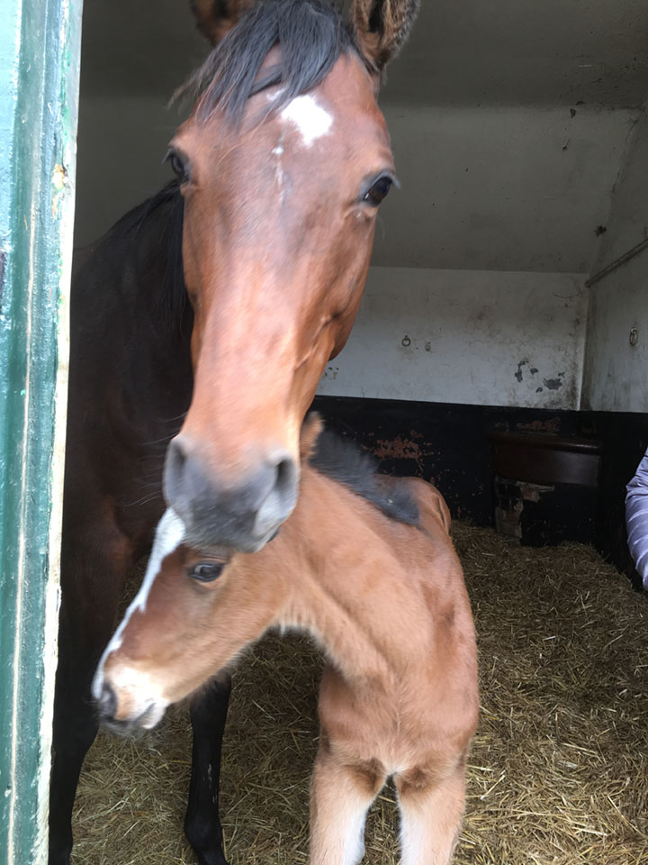 Judy's new colt, not named yet